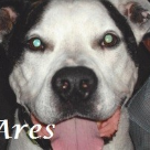 Ares Henegan .2002-2015